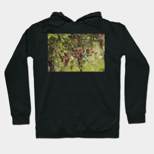 White wine in the vineyard Hoodie